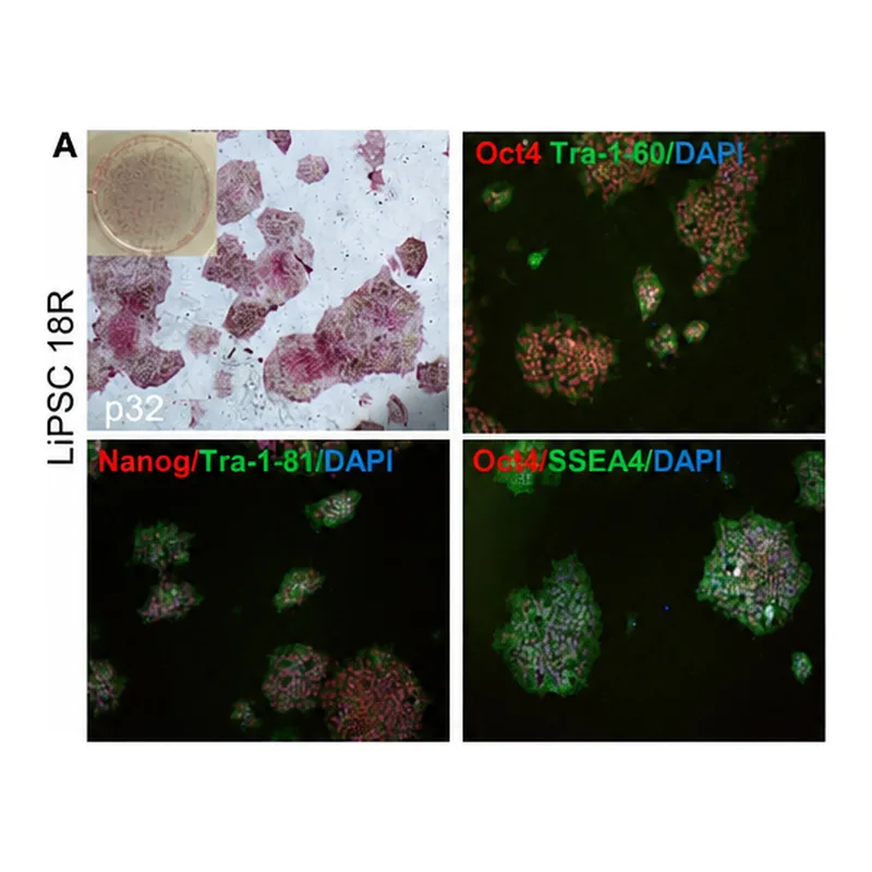 Thermo Fisher Scientific F(ab`)2-Goat anti-Rabbit IgG (H+L) Cross-Adsorbed Secondary Antibody, Alexa Fluor 488