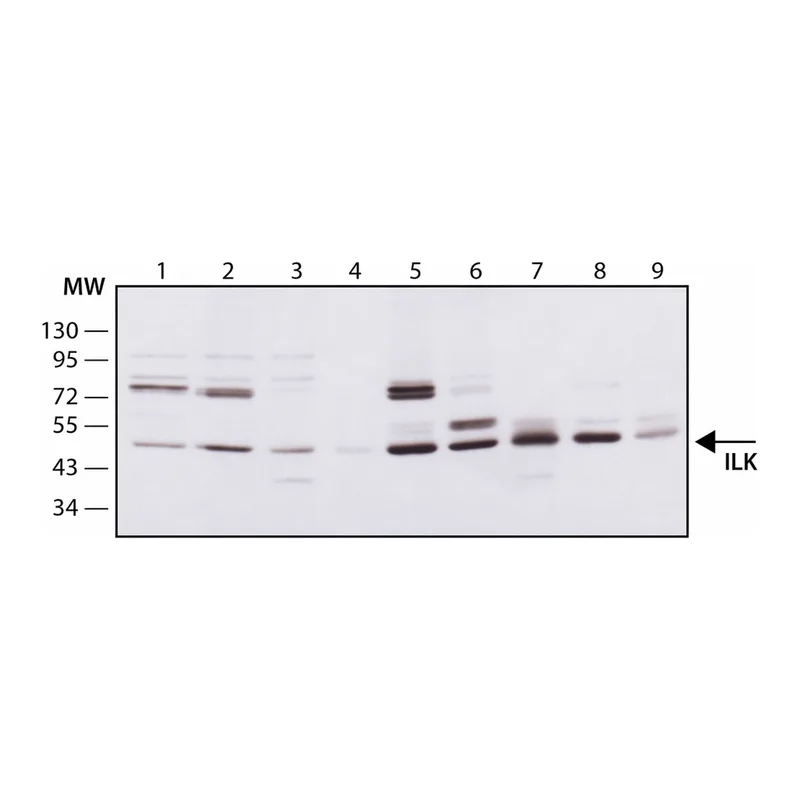 Merck Monoclonal Anti-ILK antibody produced in mouse