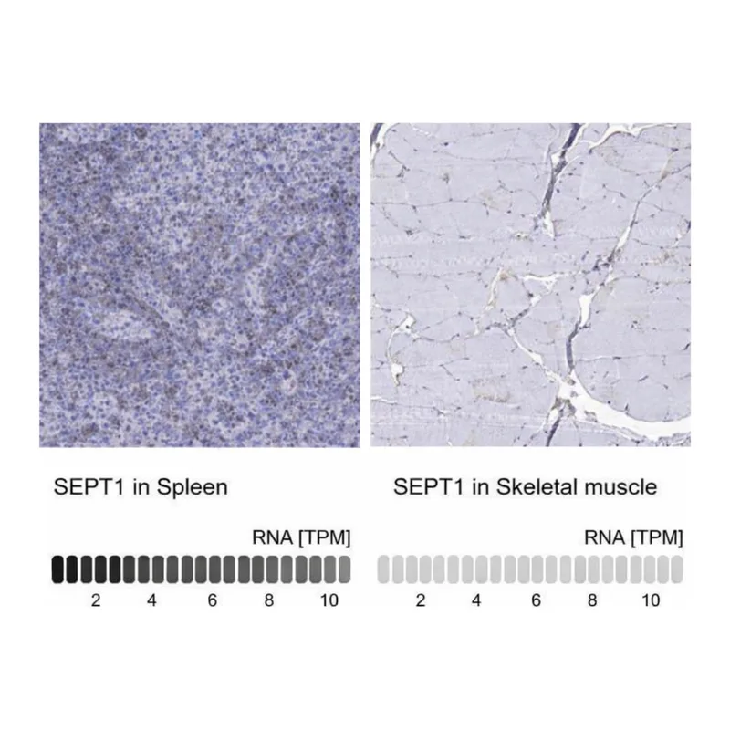Merck Anti-SEPT1 antibody produced in rabbit