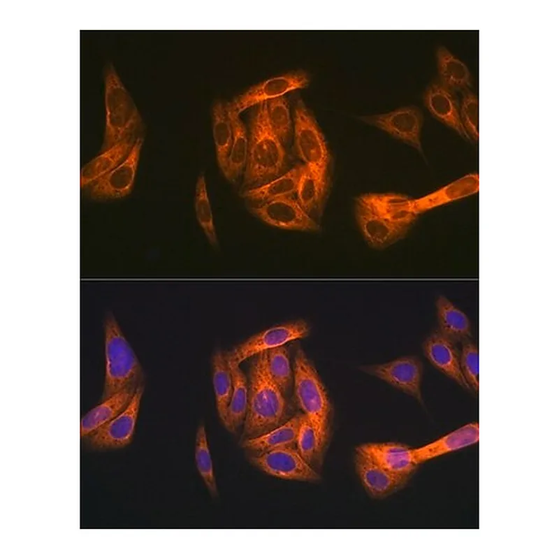 Merck Anti-TAB1 antibody produced in rabbit