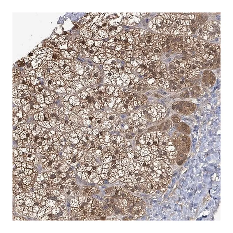 Merck Anti-PGAM1 antibody produced in rabbit