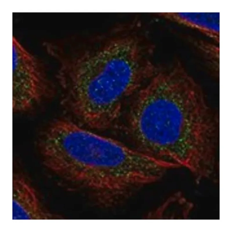 Merck Anti-POLG antibody produced in rabbit