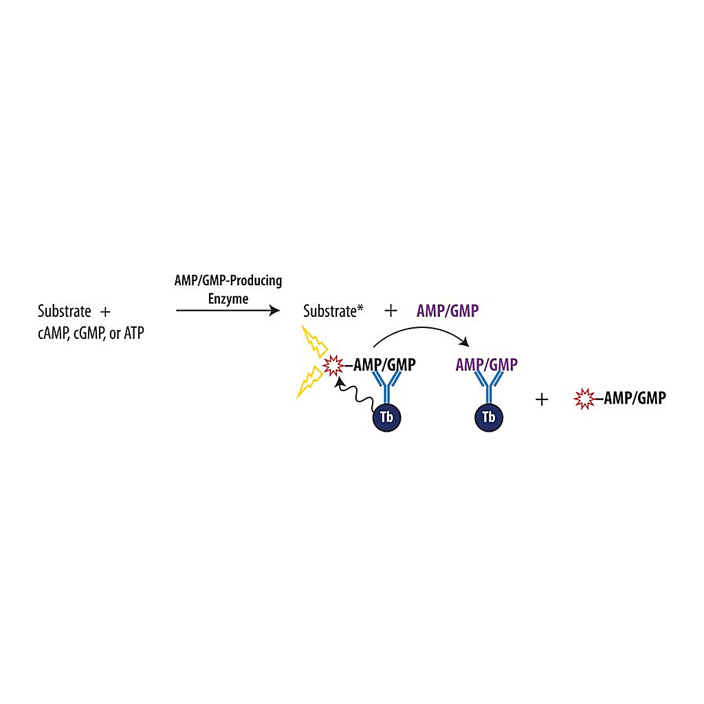 Merck Transcreener(R) AMP2/GMP2 TR-FRET Assay