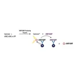 Merck Transcreener(R) AMP2/GMP2 TR-FRET Assay