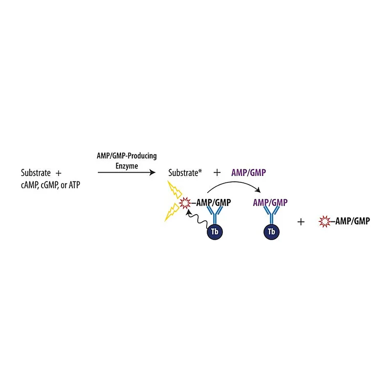 Merck Transcreener(R) AMP2/GMP2 TR-FRET Assay