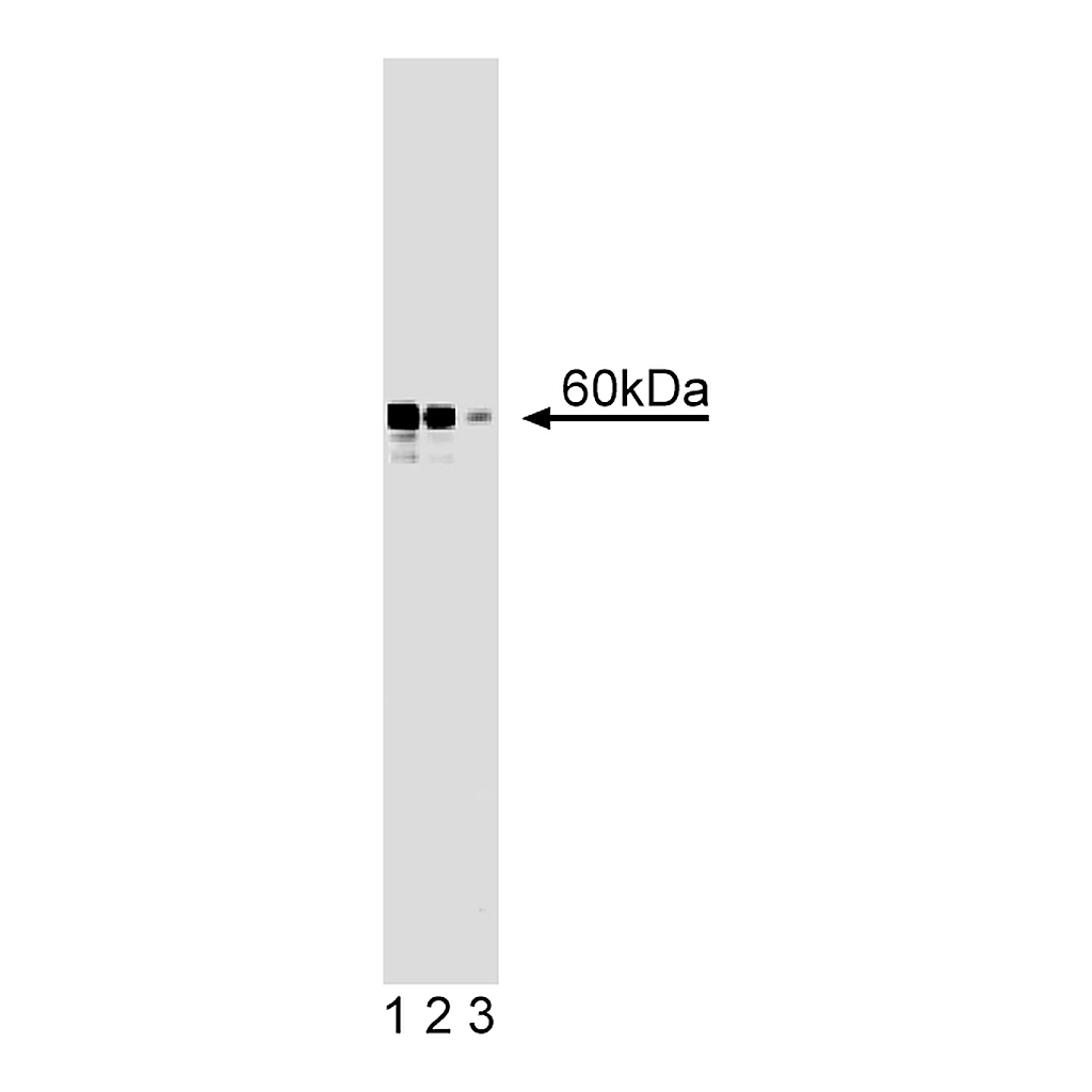 BD Purified Mouse Anti-hRAD9