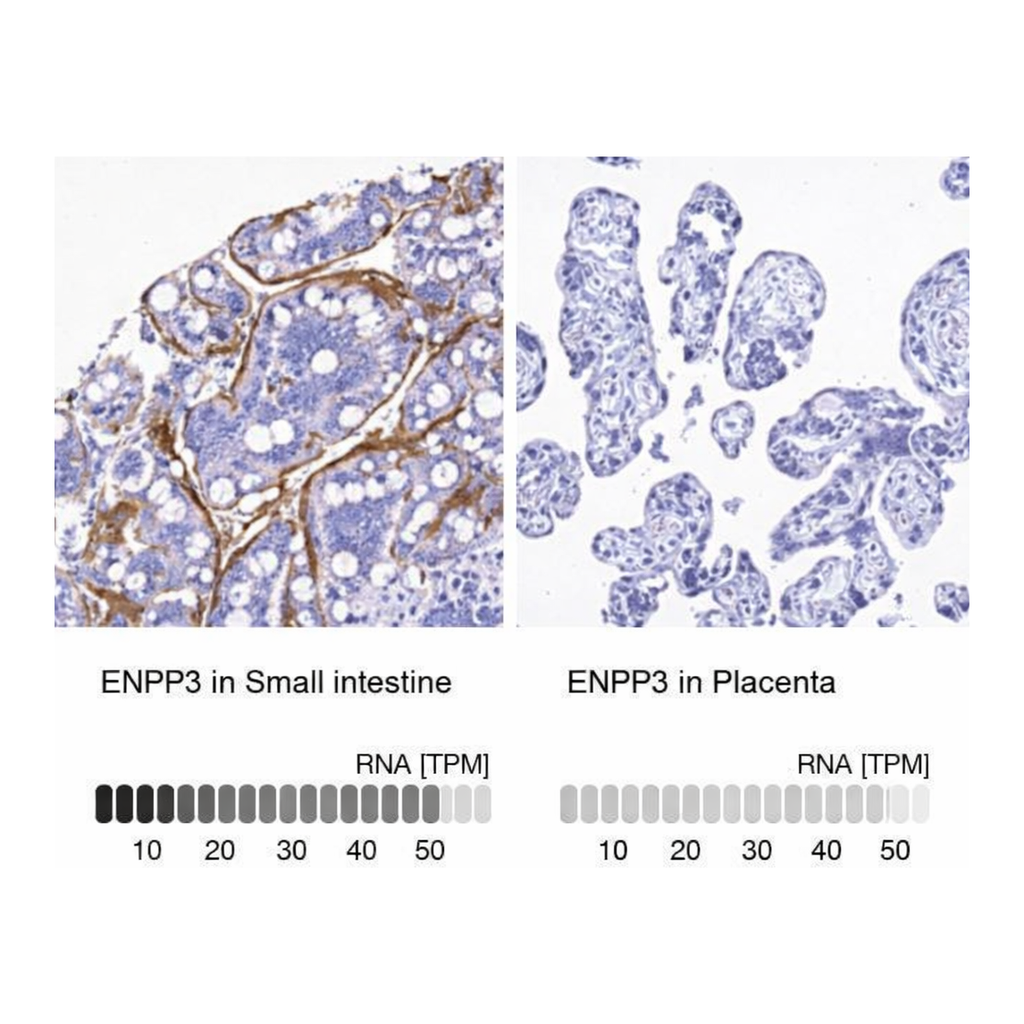 Merck Anti-ENPP3 antibody produced in rabbit