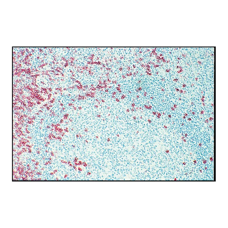 Merck Monoclonal Anti-CD8 antibody produced in mouse