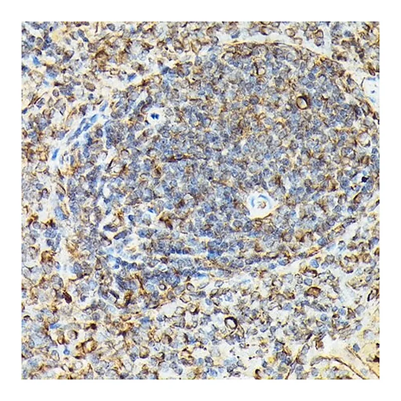 Merck Anti-Phospho-VASP-S239 antibody produced in rabbit
