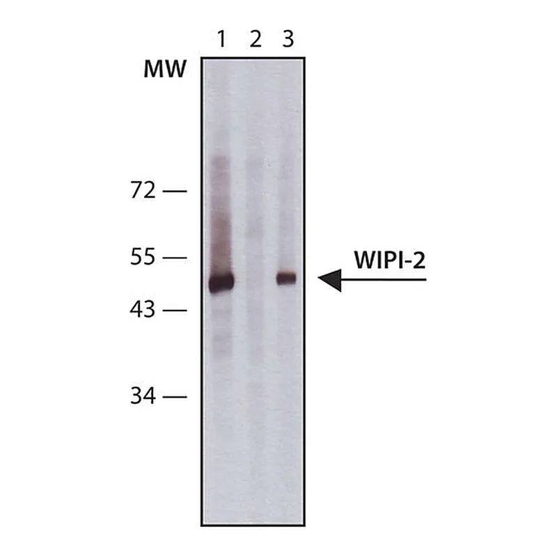 Merck Anti-WIPI-2 antibody produced in rabbit