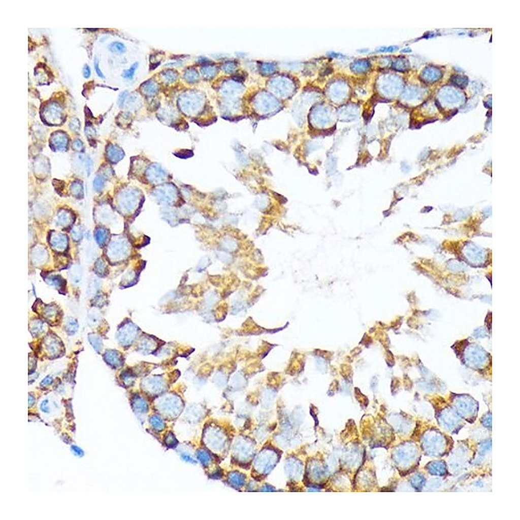 Merck Anti-STIP1 antibody produced in rabbit