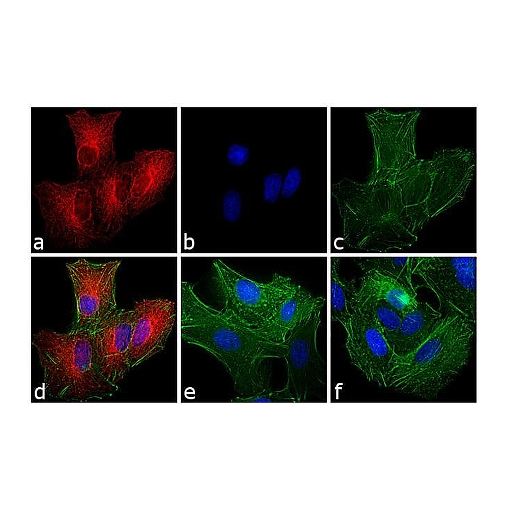 Thermo Fisher Scientific Chicken anti-Rat IgG (H+L) Secondary Antibody, TRITC