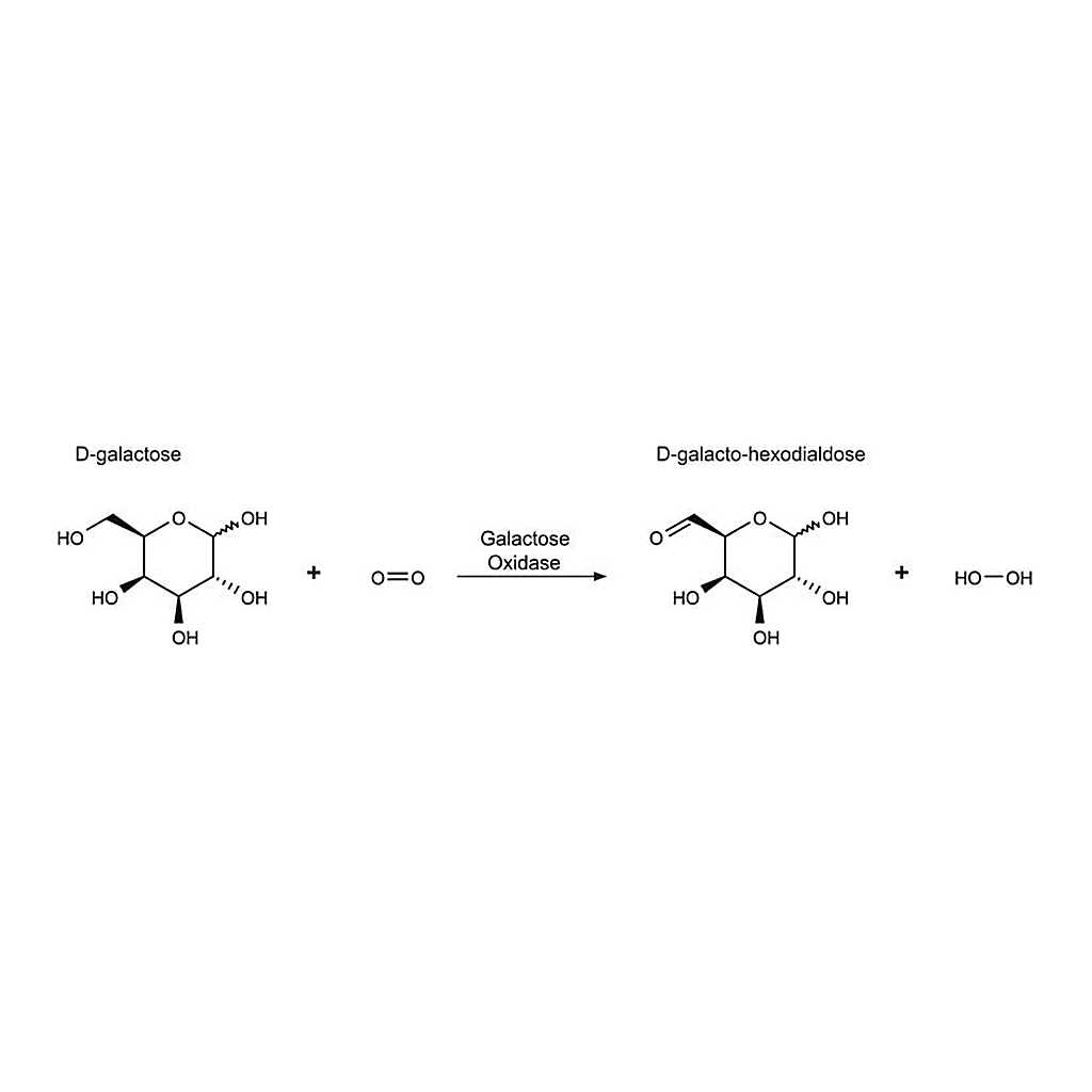 Merck Galactose Oxidase from Dactylium dendroides