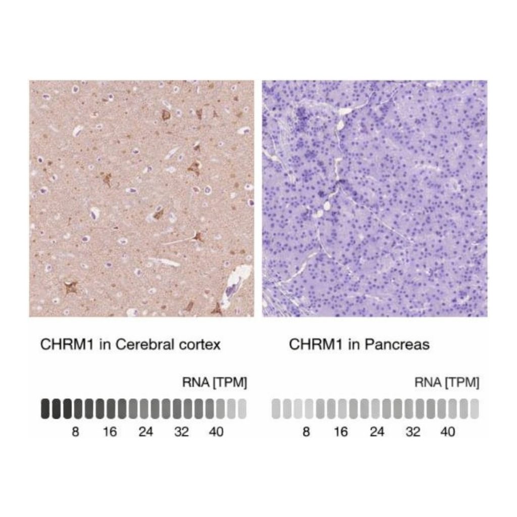 Merck Anti-CHRM1 antibody produced in rabbit