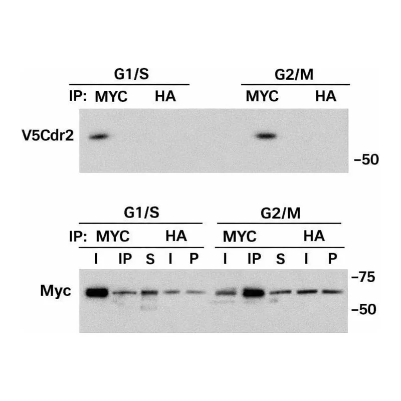 Merck ANTI-C-MYC