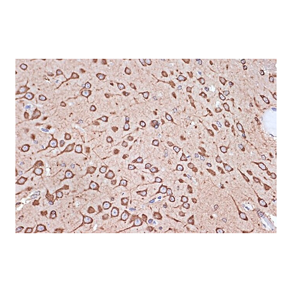 Merck Anti-eEF1G antibody produced in rabbit