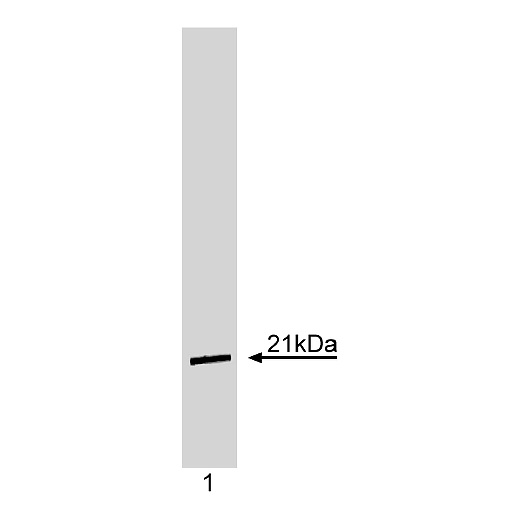 BD Purified Mouse Anti-Human p21
