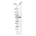 Atlas Antibodies Anti-ANKRD55 Antibody