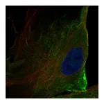 Atlas Antibodies Anti-ANO10 Antibody