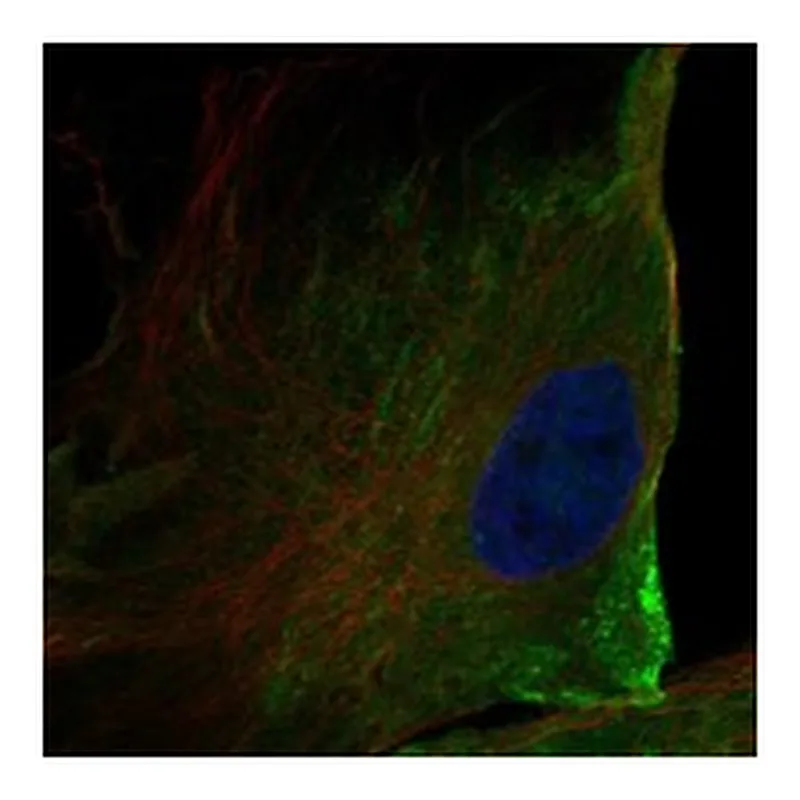 Atlas Antibodies Anti-ANO10 Antibody