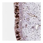 Atlas Antibodies Anti-ANKUB1 Antibody