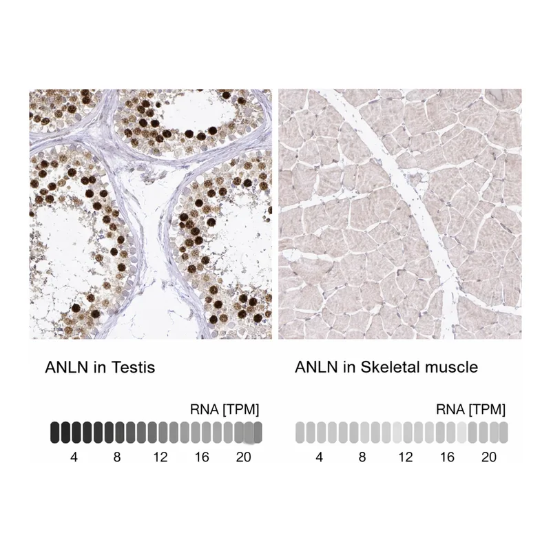 Atlas Antibodies Anti-ANLN Antibody