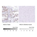 Atlas Antibodies Anti-ANLN Antibody