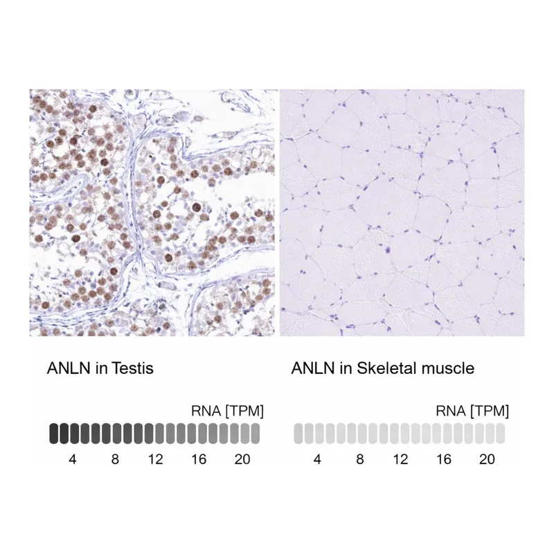 Atlas Antibodies Anti-ANLN Antibody