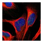 Atlas Antibodies Anti-ANKS6 Antibody