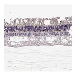 Atlas Antibodies Anti-ANO2 Antibody