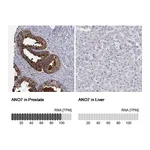 Atlas Antibodies Anti-ANO7 Antibody