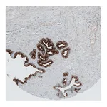 Atlas Antibodies Anti-ANO7 Antibody