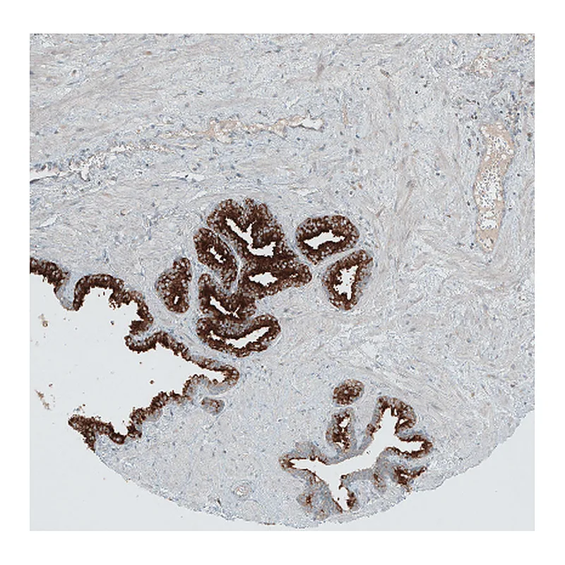 Atlas Antibodies Anti-ANO7 Antibody