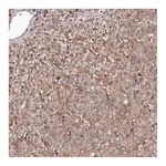 Atlas Antibodies Anti-ANO6 Antibody
