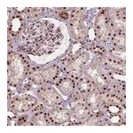 Atlas Antibodies Anti-ANP32A Antibody