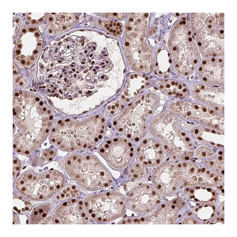 Atlas Antibodies Anti-ANP32A Antibody