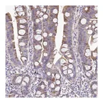 Atlas Antibodies Anti-ANO9 Antibody