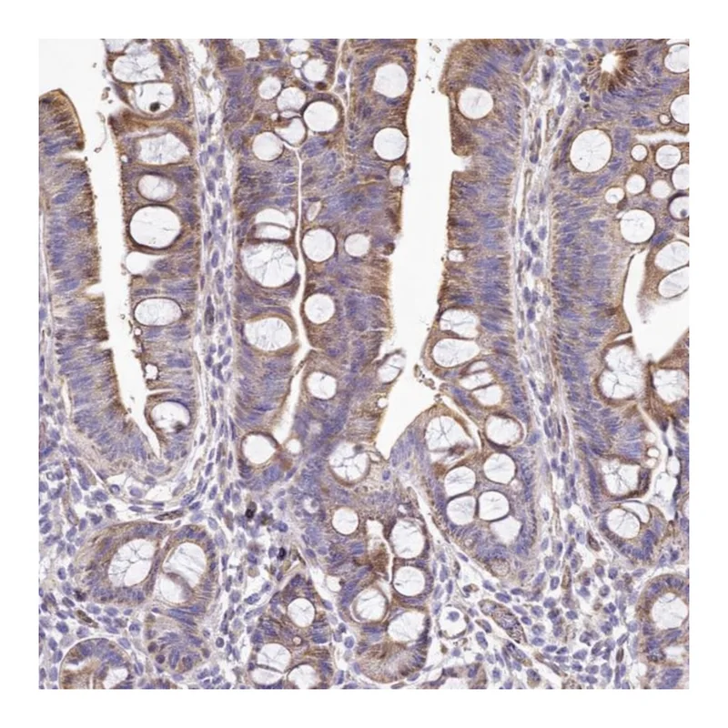 Atlas Antibodies Anti-ANO9 Antibody