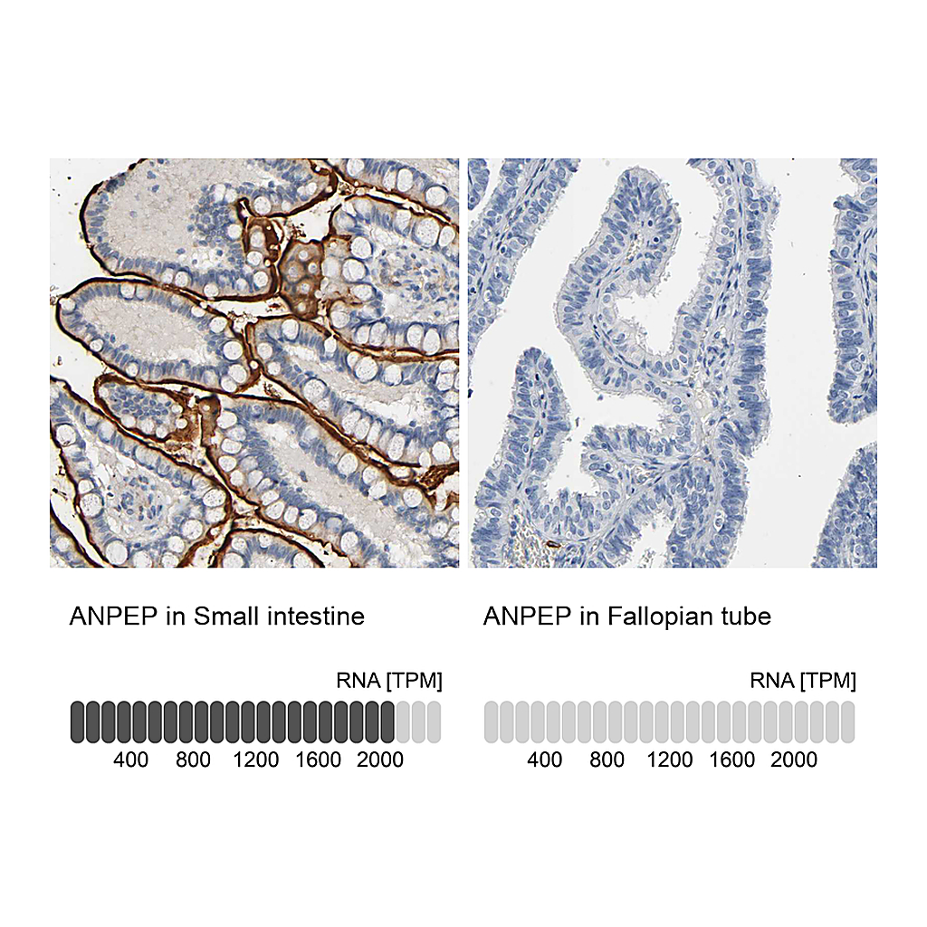 Atlas Antibodies Anti-ANPEP Antibody