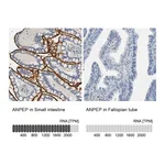 Atlas Antibodies Anti-ANPEP Antibody