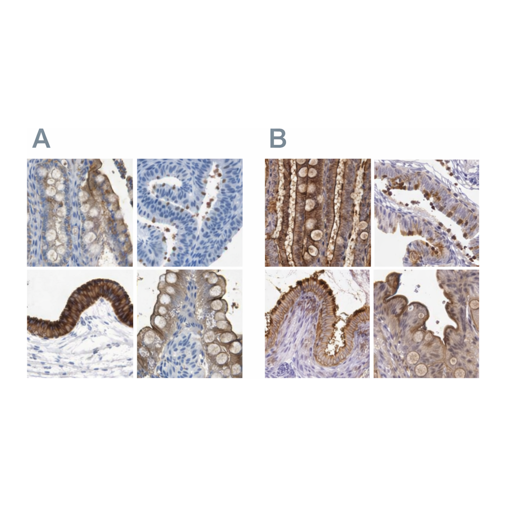 Atlas Antibodies Anti-ANXA13 Antibody