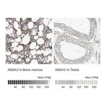Atlas Antibodies Anti-ANXA3 Antibody