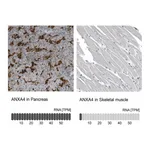 Atlas Antibodies Anti-ANXA4 Antibody