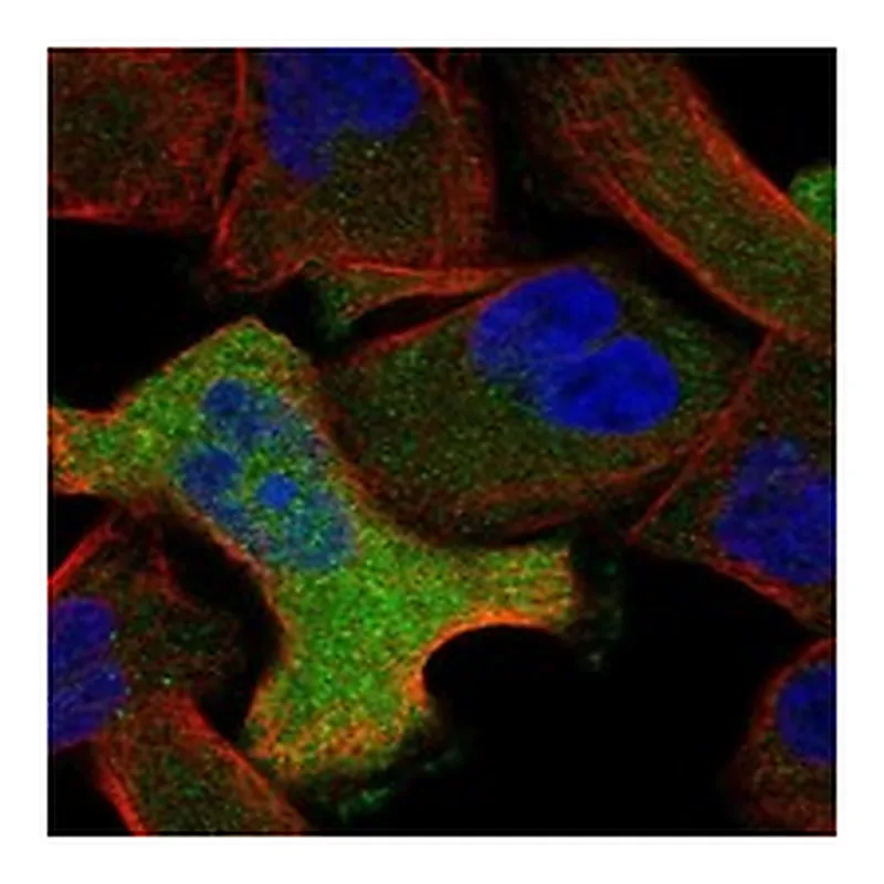 Atlas Antibodies Anti-ANXA6 Antibody