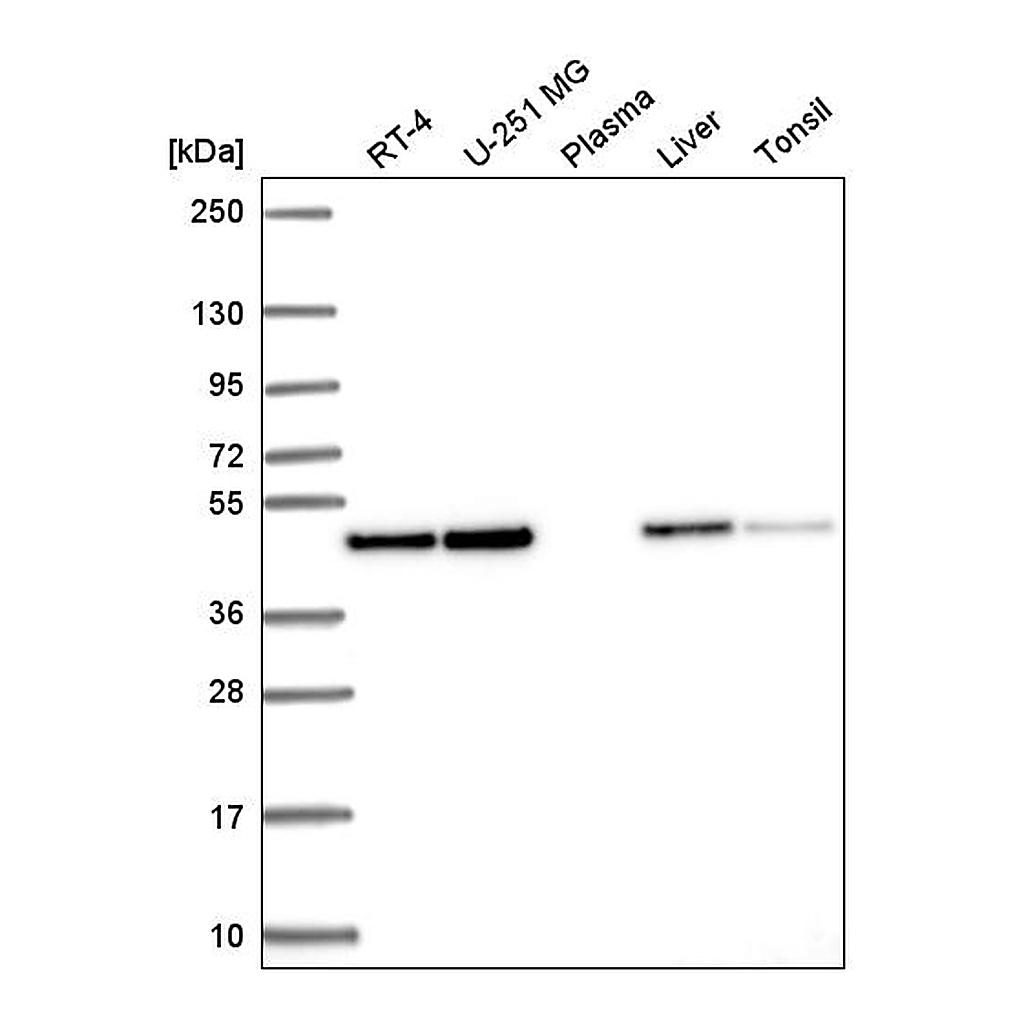 Atlas Antibodies Anti-ANXA7 Antibody
