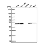Atlas Antibodies Anti-ANXA7 Antibody