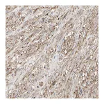 Atlas Antibodies Anti-ANXA6 Antibody