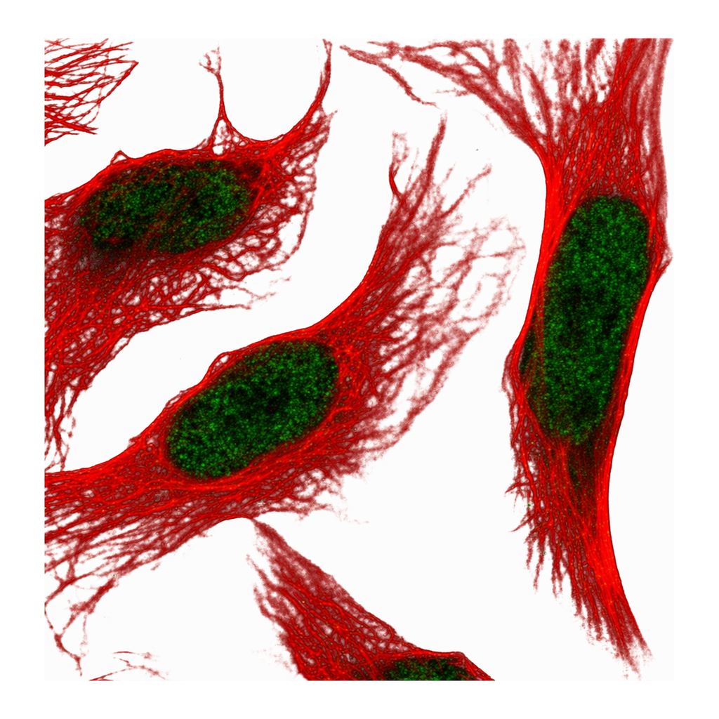 Atlas Antibodies Anti-ANXA8 Antibody