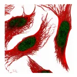Atlas Antibodies Anti-ANXA8 Antibody
