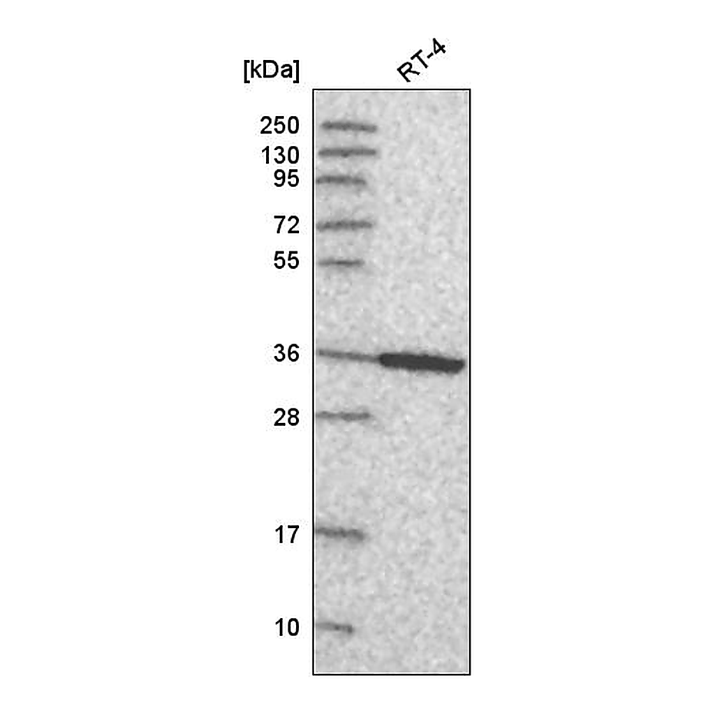 Atlas Antibodies Anti-ANXA8 Antibody